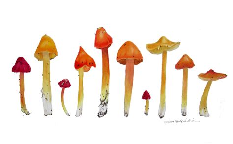 Jody Williams Missouri Mushrooms — Foundry Art Centre