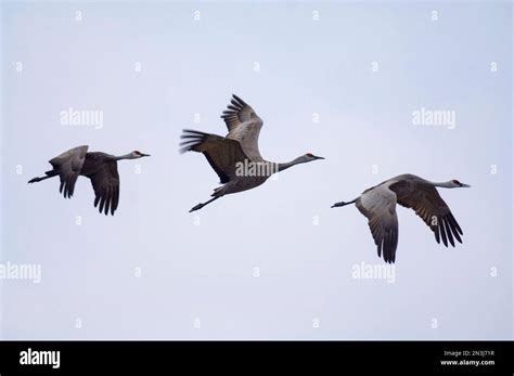 Three migrating Sandhill cranes (Antigone canadensis) in a blue sky at