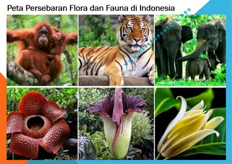 Download 82 Gambar Flora Fauna Di Indonesia Terbaik Gambar