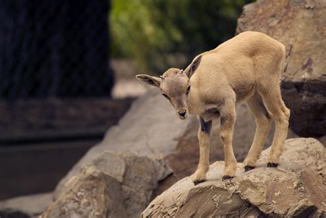 Baby Barbary Sheep Doug Bignell Flickr