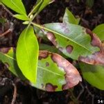 Yellow Bay Laurel Plant  What To Do For Yellowing Bay Laurel Leaves