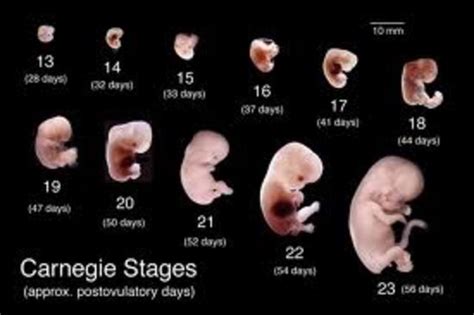 Embryos Development Timeline Timetoast Timelines