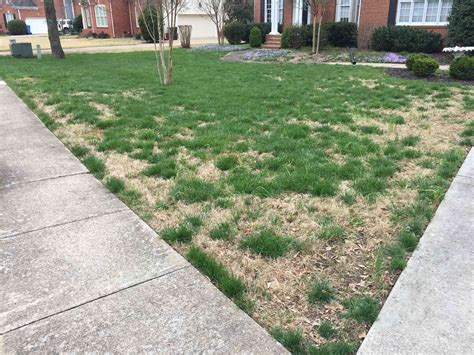 Is This Bermuda In My Fescue Rlawncare