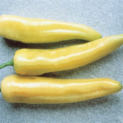 Hungarian Yellow Wax Pepper Pots Totally Tomatoes