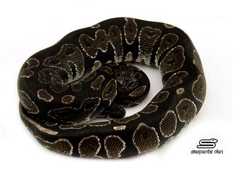 Black Axanthic Morph List World Of Ball Pythons