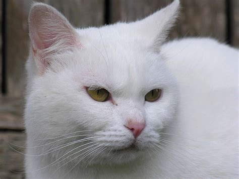 Filecat Gato Branco Wikipedia