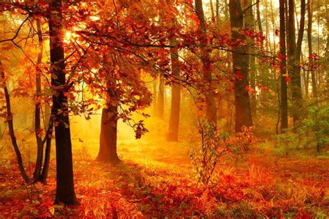 Обои на рабочий стол Осенний лес освещенный лучами утреннего солнца