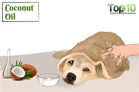 Allergies In Dogs Treatment With Natural Remedies Top 10 Home Remedies