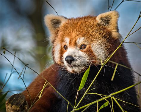We did not find results for: Roter Panda Foto & Bild | spezial, natur, zoo Bilder auf ...