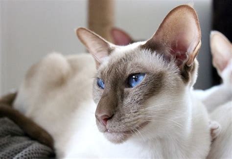 Dont Get Bit — X Treme Wedge Head Siamese The Siamese Cat Is One In