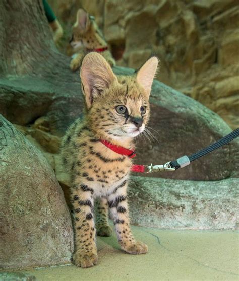 In a biome largely dominated by packs, one animal stands alone, and tall. Serval - ZooBorns