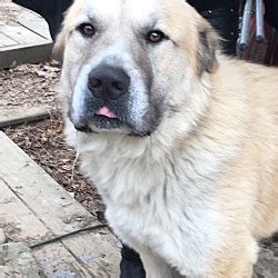 Finalize the adoption process either at a petsmart near you or at your local shelter. Pittsburgh, PA - Great Pyrenees. Meet Teddy a Pet for ...