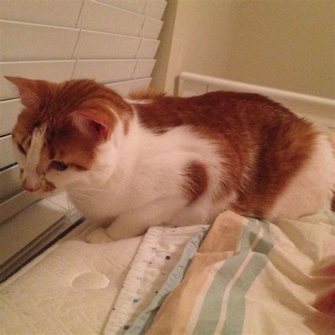 Cat Adoption - Orange & White Male Tabby in Tampa, Florida ...
