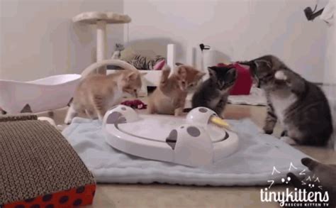 curious kittens whap everything videos viralcats at viralcats