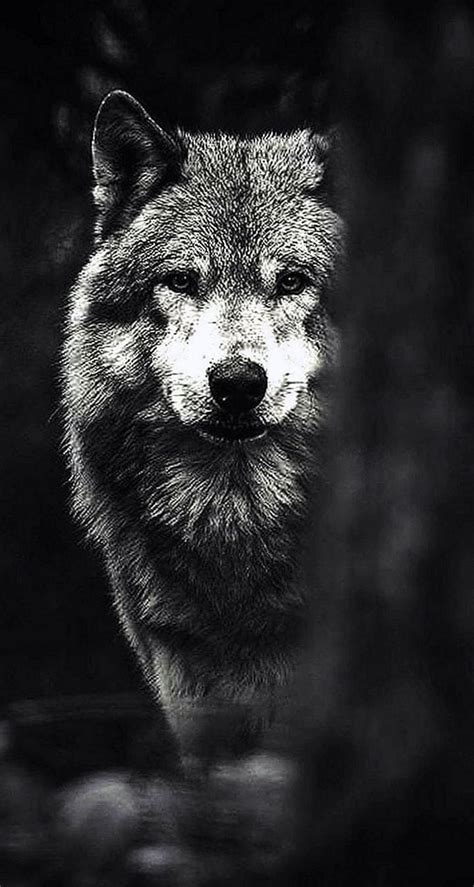 Top 53 Black And White Wolf Wallpaper Best Incdgdbentre