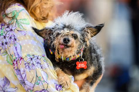 Meet The Worlds Ugliest Dog Named Scamp The Tramp