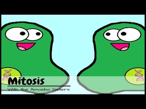 High concentration, low it involves the movement of water. Mitosis: The Amazing Cell Process that Uses Division to Multiply! - YouTube