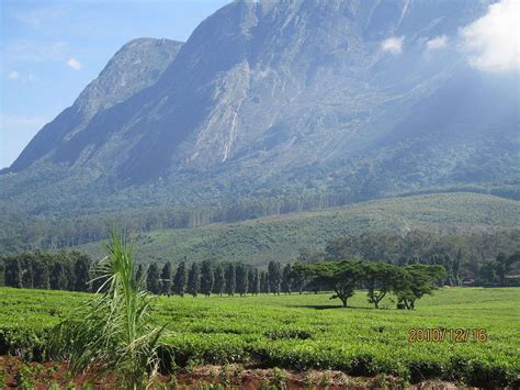 Tea Plantation At The Base Of Mulanje Mountain Malawi Ratetea Images