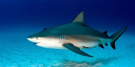 We would like to show you a description here but the site won't allow us. Bull Shark - Infy world