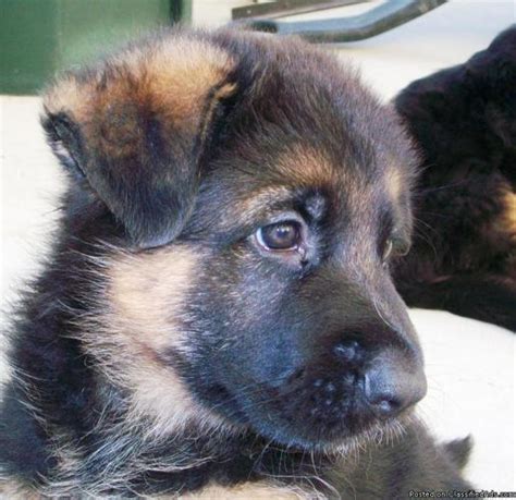 Black And Red German Shepherd Puppies One Long Coat Price 3000 For