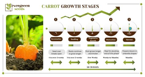 Carrot Growth Stages All About The Root Vegetables Life Cycle