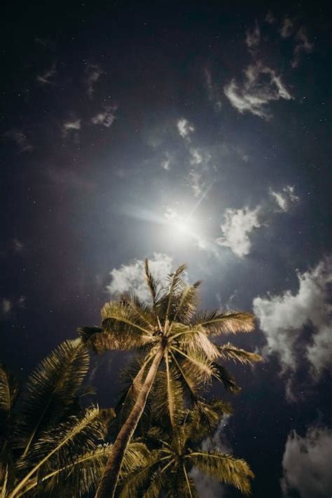 Green Palm Tree Under Blue Sky And White Clouds · Free Stock Photo