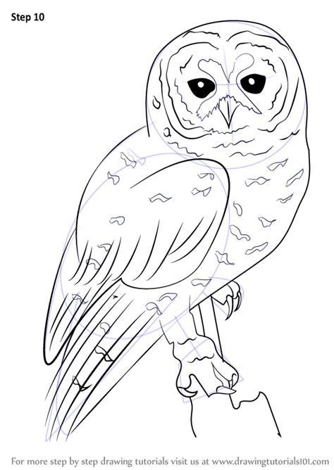 Learn How To Draw A Spotted Owl Owls Step By Step Drawing Tutorials