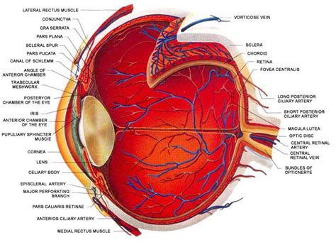 BIOLOGY BLOG BASIC STRUCTURE OF THE HUMAN EYE