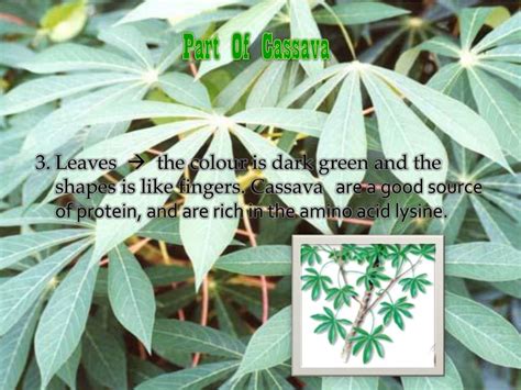 Ppt “cassava” Powerpoint Presentation Free Download Id 2290302