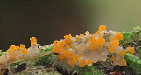Winzlinge In Gelb Foto And Bild Pflanzen Pilze And Flechten
