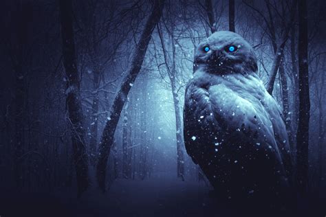 4k Wallpaper Owl Forest Winter Dark Night Blue Eyes