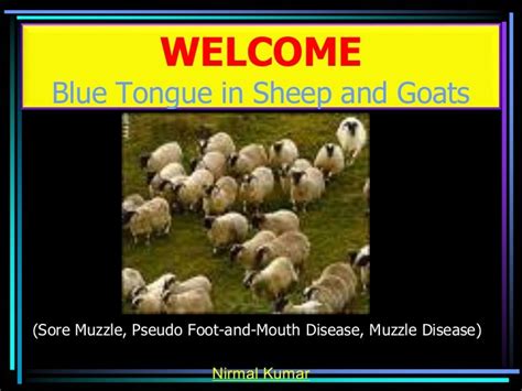 Blue Tongue Disease In Sheep And Goats