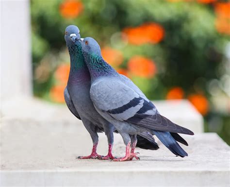 10 Types Of Pigeon Breeds You Must Know Birds News