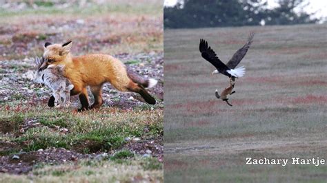 Amazing Video Shows Eagle Battling Fox For Rabbit In Mid Air Abc7 Los