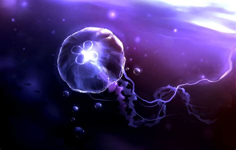Real Glowing Jellyfish | Wallpapers Gallery