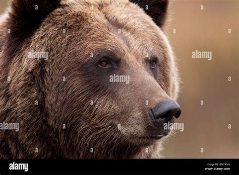 Captive Portrait Of An Adult Grizzly Bear Alaska Wildlife