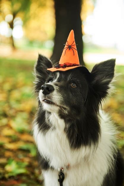 Premium Photo Dog Is Wearing Witchs Hat