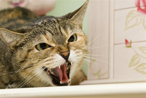 In american nomenclature, we typically link alpha males to wolves. How to Stop Petting Aggression in Cats