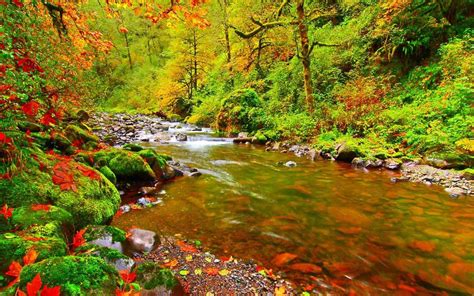 Nature Live Wallpaper Download Fall Leaves Mountain Stream 802187