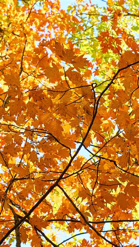 Download Wallpaper Autumn Leaves Colorful Maple Autumn Leaves