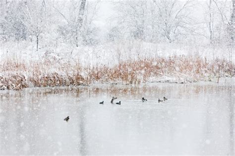 Ducks In Snow Sean Fitzgerald Photography
