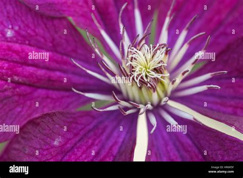 Extreme Close Up Of A Colourful Flower Stamen And Stigma Stock Photo