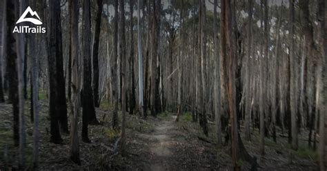 Best Trails In Wombat State Forest Victoria Australia Alltrails