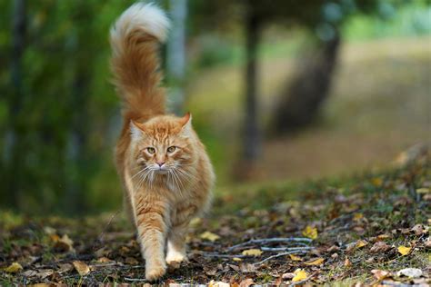 Orange Tabby Cat On Walking · Free Stock Photo