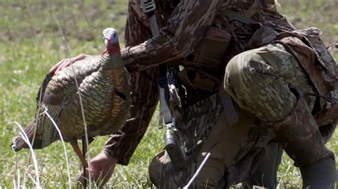 Turkey Hunting Tip Are You Putting Your Decoys Close Enough Youtube