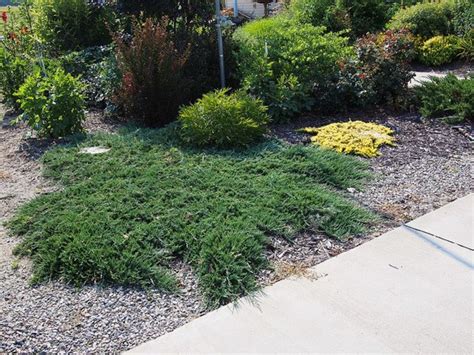 Creeping Juniper Ground Cover Types Care And