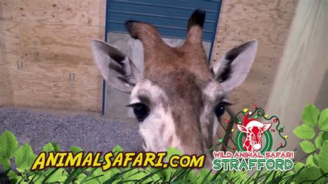 Wild Animal Safari In Strafford Mo Christmas 2021 Youtube
