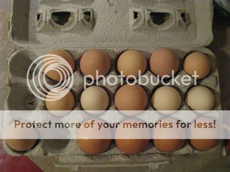 Post Your Red Star Eggs Page 2 BackYard Chickens Learn How To