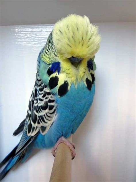 Pin On English Budgies