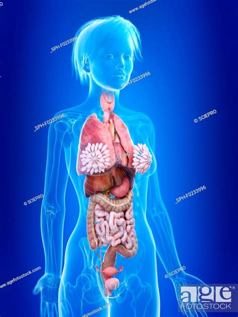Vector isolated illustration of human internal organs in obese male and woman body. Illustration Of Woman\'S Internal Organs / Stock Image ...